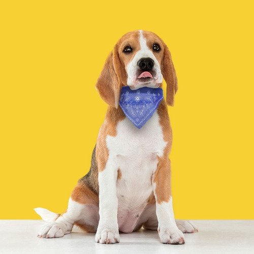 Coleira para cães de raça média, cachecol paliaco colorido, cor azul, tamanho M