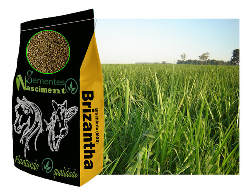 Sementes Brachiaria Brizantha Mg5 400kg Xaraés