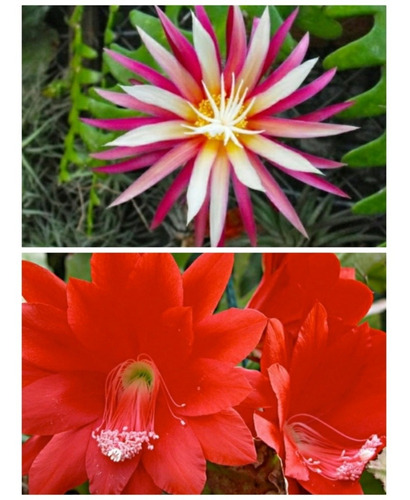 Kit Cactos Orquídea Sete Cores Selenicereus E Flor Vermelha | Parcelamento  sem juros