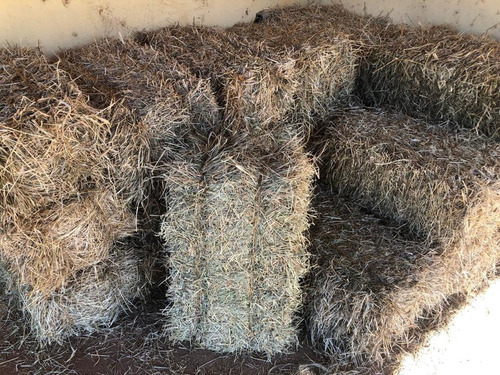 Feno Tifiton Super Premium Fresco Para Roedores Fardo De 3kg