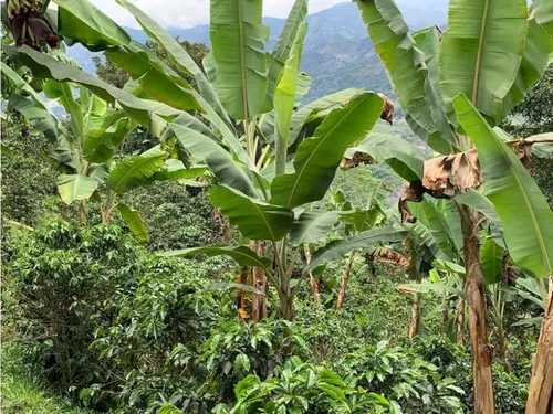 Finca Cafetera En Venta En Andes - Antioquia