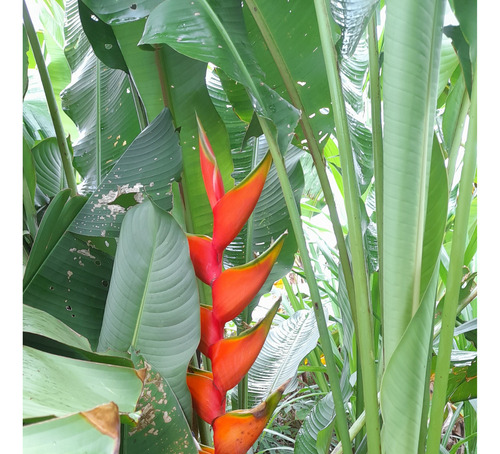 3 Mudas De Heliconia Stricta