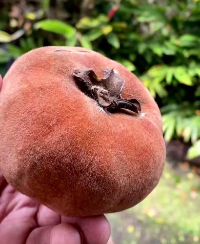 Arbolito Mabolo, Diospyros Discolor Pregunte Costo De Envio