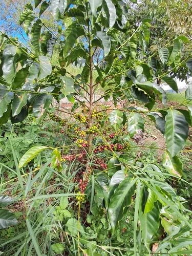 Finca En Restrepo Valle