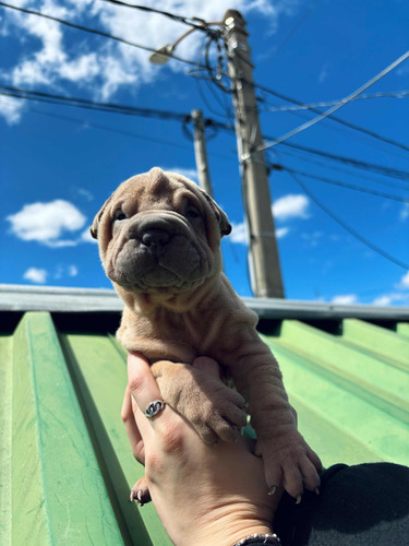 Perros Shar Pei Puros