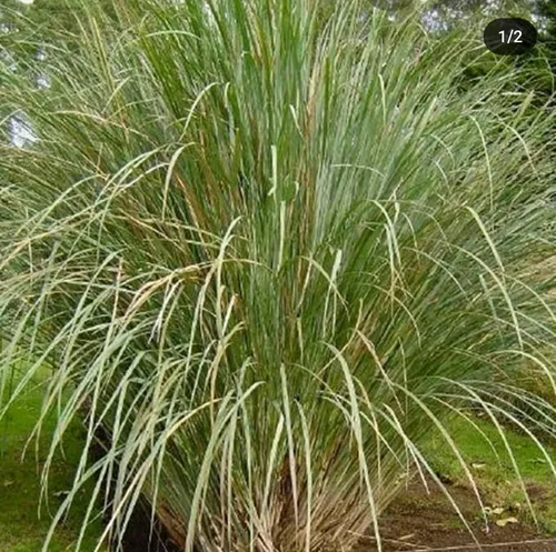 Paspalum Haumanii ! Gramineas Nativas, Gigantes !!!