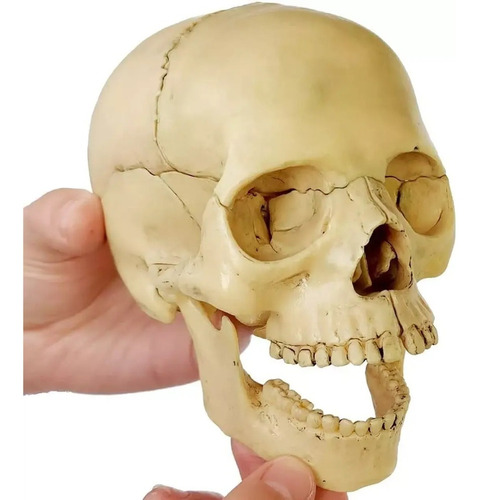 Figura De Cráneo Color Natural, Desmontable Modelo Anatómico