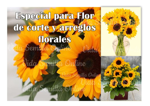 Semillas De Girasol Vicent's Choice Especial P/flor De Corte