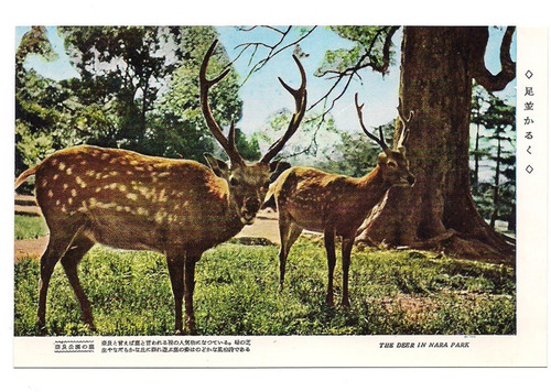 Postal Vintage Japon Ciervos En Parque Nara 361 B3