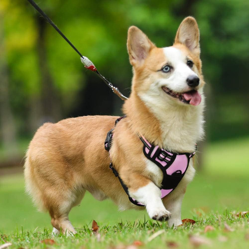 Arnés Para Perro Rabbitgoo, Sin Tirones, Ajustable, Talla M