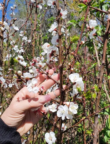 comprar Cerezo Avium De Fruto Enano Excelente Productor Z\u002F Del Viso