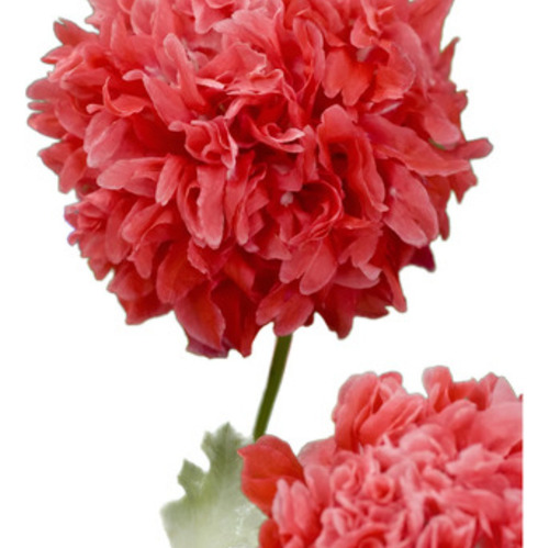 Sementes De Papoula Peônia Frosted Salmon Peony Poppy - Flor