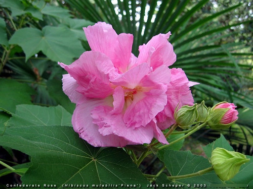 Imagem 2 de 6 de 1 Muda De Hibisco Mutabilis - Rosa Louca Exótica - 35 Cm !!!