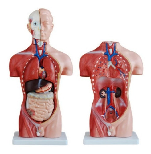 Modelo Del Cuerpo Humano