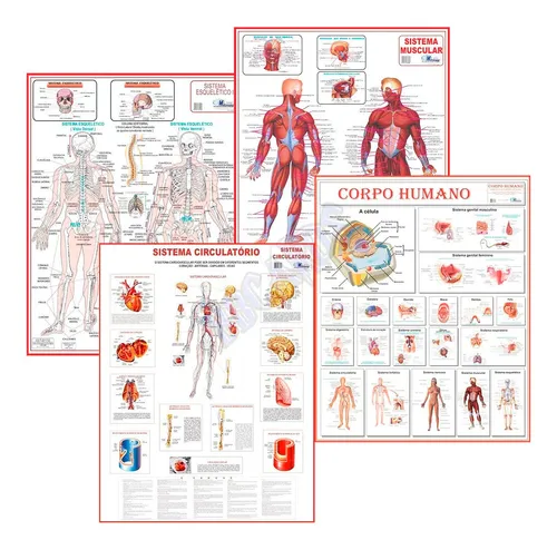 comprar Mapa Corpo Humano Sistema Muscular Circulatório Esquelético 