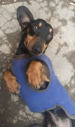 Imagen 2 de 2 de Busco Novia Salchicha Estandar