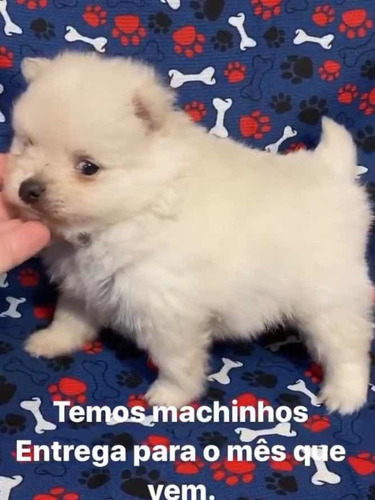 Spitz Alemão Anão