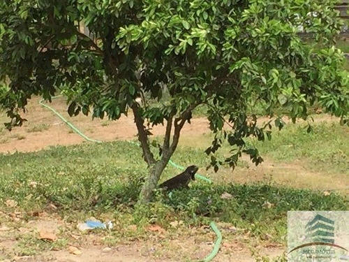 Imagem 8 de 15 de Granja A Venda Em Macaíba Com 23ha