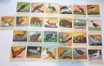Comprar Figuritas Chocolate Águila En Relieve Cromos Lotex25 Ro 780