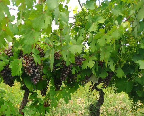 Finca 5 Ha Viña - Se Reciben Permutas