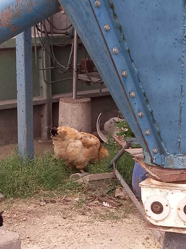 Imagen 6 de 8 de Huevos Fertiles