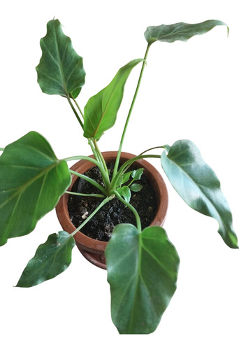 Planta Philodendron De Interior