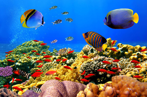 Cuadro 50x75cm Animales Acuaticos Peces Coral Mar Oceano M7