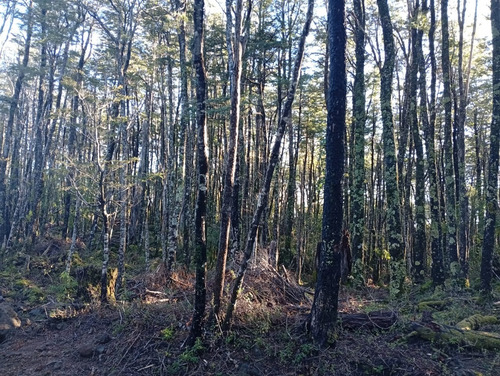 Venta Parcela Bosque Pucón Los Nevados