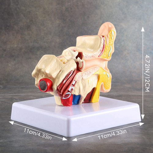 Modelo De Anatomía Del Oído Humano Queenly-1.5x - Escritorio