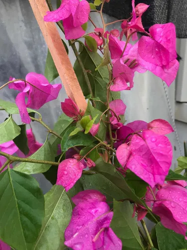 Santa Rita Roja Rosa Naranja
