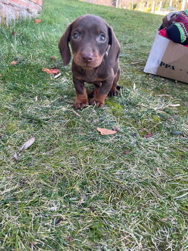 Cachorros Salchichas Dachshund Mini Blue Y Chocolate And Tan