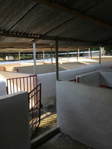Imagen 11 de 22 de Finca En Tinaquillo Con 132 Hectáreas, Excelente Oportunidad