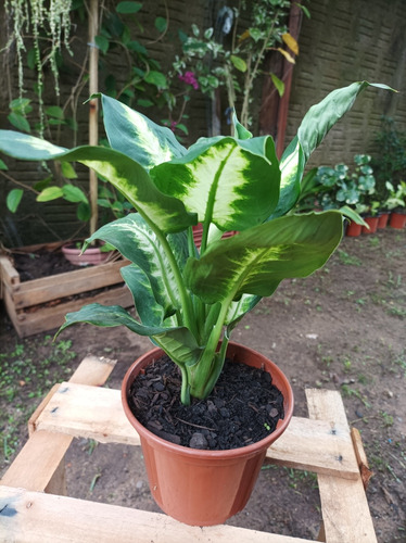 Planta Dieffenbachia Camila