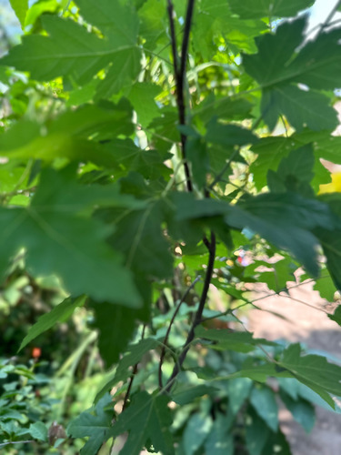 Árbol De Arce Canadiense De 3.5 M De Alto