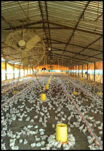 Granja Avícola Ganadera De 65 Ha, Ubicada En Bejuma. 