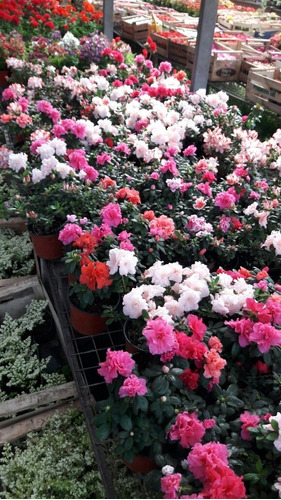 Azaleas Doble - Envios