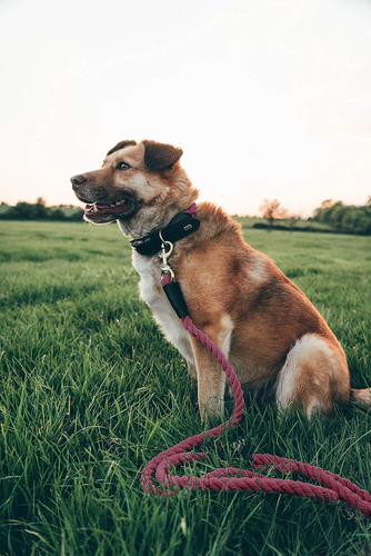 Collar de cuerda para perros Embark Pets Country