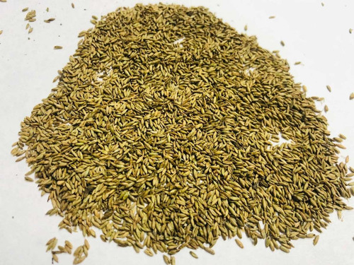 Semilla Pasto Guinea India Bolsa X 1.000 Grs