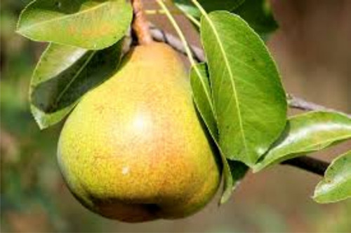 Imagen 4 de 10 de Combo 10 Arboles Frutales - Viv.hab.senasa-e.gratis Caba-gba