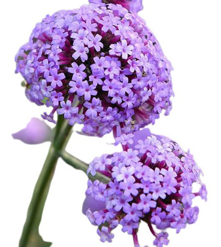 Verbena Bonariensis Flor Bela Verbena  20 Sementes Pra Mudas