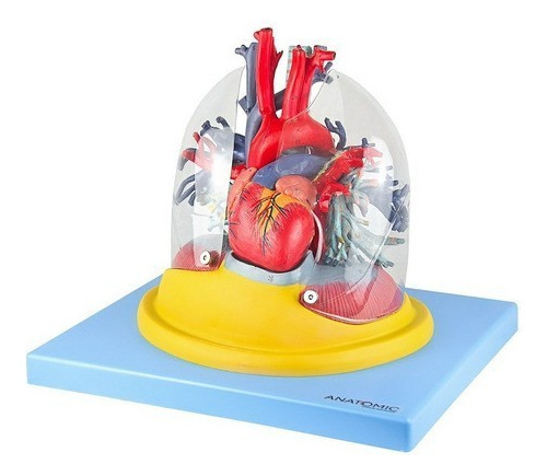 Modelo Anatômico Do Pulmão Transparente Montável Em 7 Peças Anatomic TZJ-0319-C