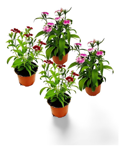 Planta Clavel Del Aire Como Se Planta