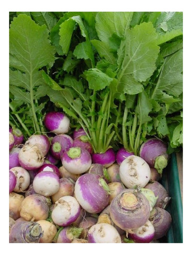 Nabo Redondo Cuello Violeta (500 Semillas) Cal/profesional