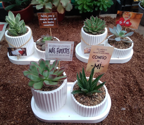Suculentas Cactus Centros Regalos