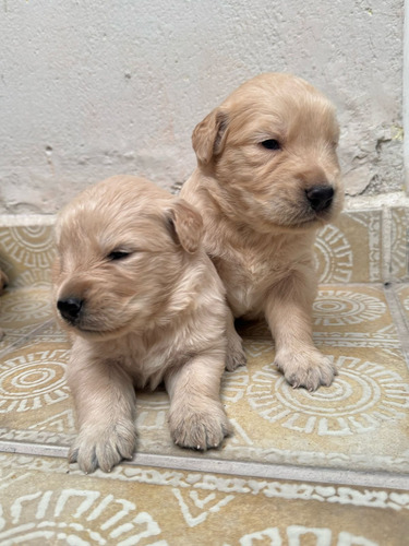 Cachorros Golden Retriever Vip Macho Y Hembra Hembras Y Machos