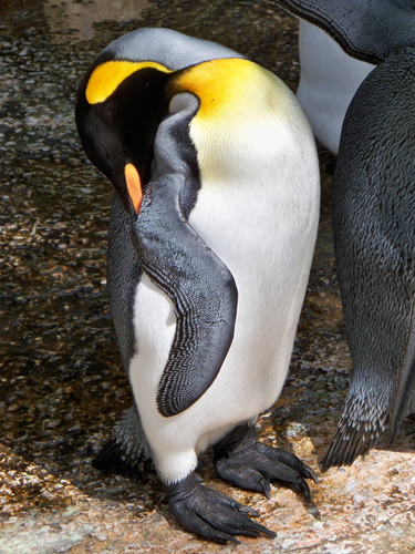 Cuadro 20x30cm Pinguino Penguin Animal Hielo Naturaleza M4