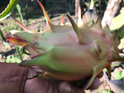 3 Esquejes De Pitahaya Hylocereus Ocamponis (color Púrpura)