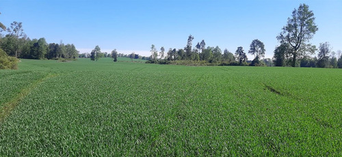 Se Vende Predio Agrícola Y Ganadero De 40 Hectáreas En Futro