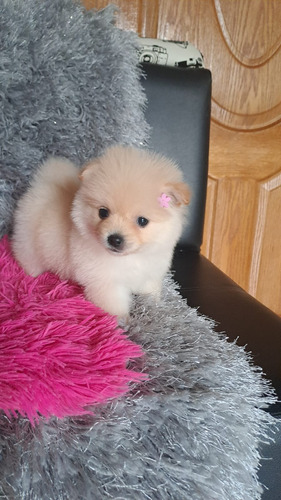 Hermosos Cachorros Pomerania Lulu 