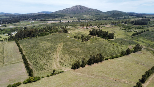 Imagen 2 de 20 de Chacras Financiadas En Pan De Azúcar. Terra Oliva